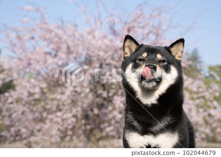 Sherry with drooping cherry blossoms and mameshiba with tongue sticking out Sherry with drooping cherry blossoms and mameshiba with tongue sticking out 102044679