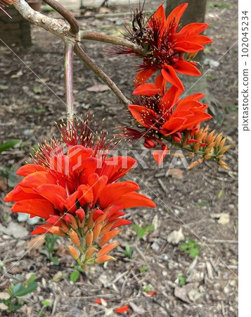 沖繩縣花鮮紅色 deigo 花 沖繩縣花鮮紅色 deigo 花 102045234