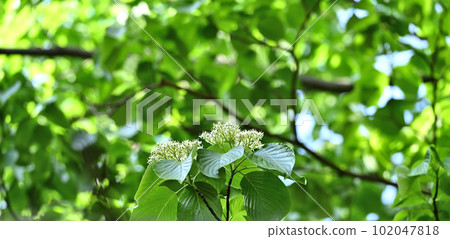 Uwamizuzakura (Kamimizozakura) is in full bloom now. Uwamizuzakura (Kamimizozakura) is in full bloom now. 102047818