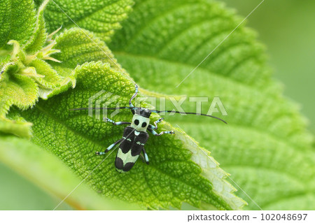 拉米舉行 拉米舉行 102048697