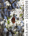 A multicolored butterfly sits on a white Apple blossom 102048698