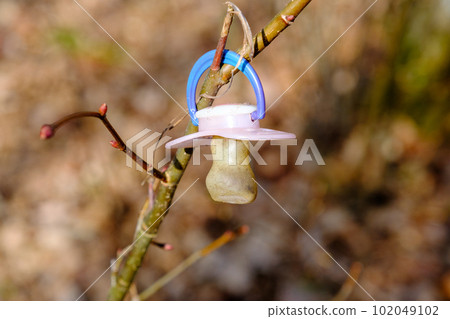 a lost baby's pacifier hanging on a tree branch a lost baby's pacifier hanging on a tree branch 102049102