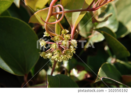 濱猿鳥居原目花 102050192