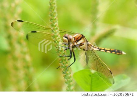 Shiokaratombo（女） 102050671