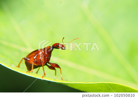 Bearded beetle (female) Bearded beetle (female) 102050810