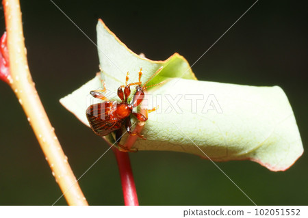Making a cradle for Long-tailed Long-tailed Bumi (female) 102051552