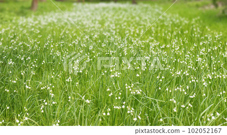 A large meadow covered with leucojum aestivum also known as snowflakes or loddon lily. 102052167