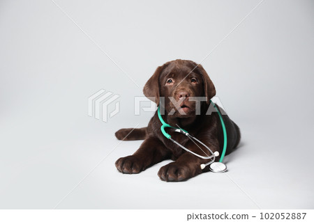 Cute Labrador dog with stethoscope as veterinarian on white background 102052887