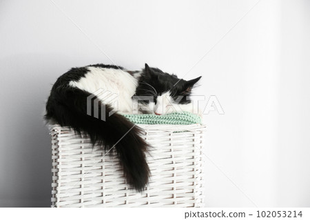 Cute cat relaxing on green knitted fabric in basket. Lovely pet 102053214