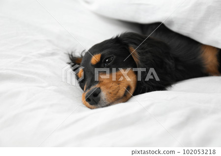Cute dog relaxing on white fabric at home. Friendly pet 102053218