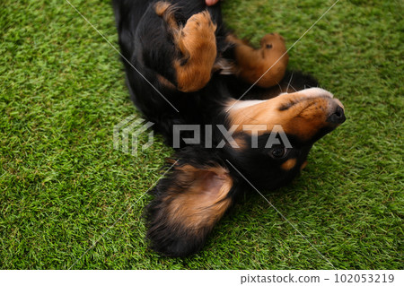 Cute dog relaxing on grass outdoors, above view. Friendly pet Cute dog relaxing on grass outdoors, above view. Friendly pet 102053219