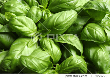 Fresh basil leaves as background, top view Fresh basil leaves as background, top view 102053220