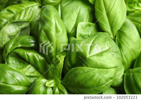 Fresh basil leaves as background, top view Fresh basil leaves as background, top view 102053221