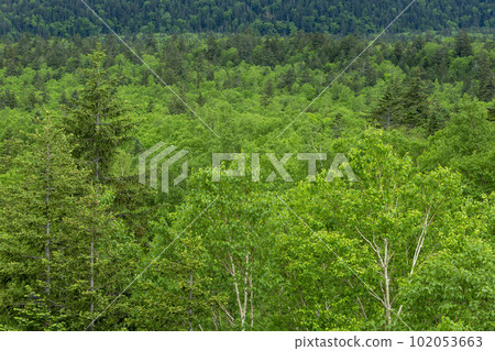 從上面看到的北海道森林 從上面看到的北海道森林 102053663