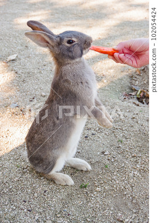 Okunojima兔子 102054424