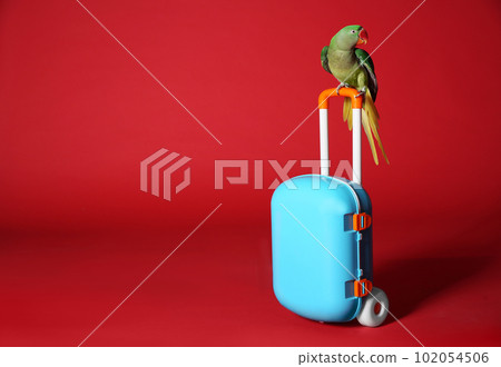 Beautiful Alexandrine Parakeet with toy suitcase against red background. Space for text 102054506