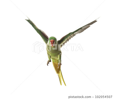Beautiful Alexandrine parakeet flying isolated on white 102054507