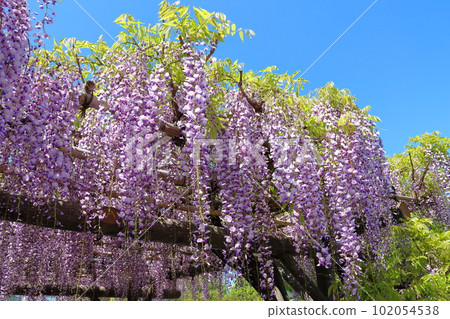 The wisteria festival at Kameido Tenjin Shrine in Kameido, Koto Ward, Tokyo The wisteria festival at Kameido Tenjin Shrine in Kameido, Koto Ward, Tokyo 102054538