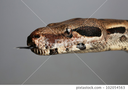 Brown boa constrictor on grey background, closeup 102054563