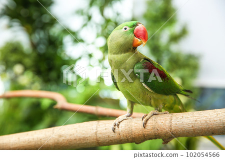 Beautiful Alexandrine Parakeet on tree branch outdoors Beautiful Alexandrine Parakeet on tree branch outdoors 102054566