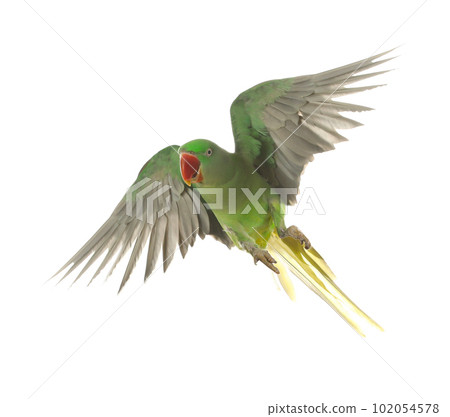 Beautiful Alexandrine parakeet flying isolated on white 102054578