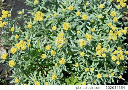 Hako Kussha之花 102054664