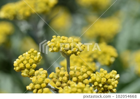 Hako Kussha之花 102054668