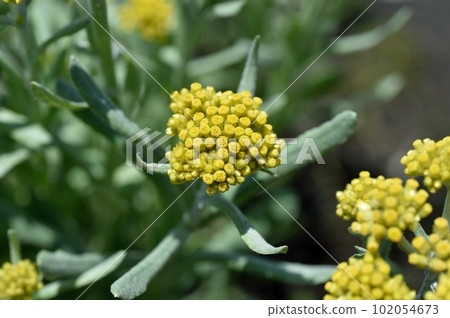Hako Kussha之花 Hako Kussha之花 102054673