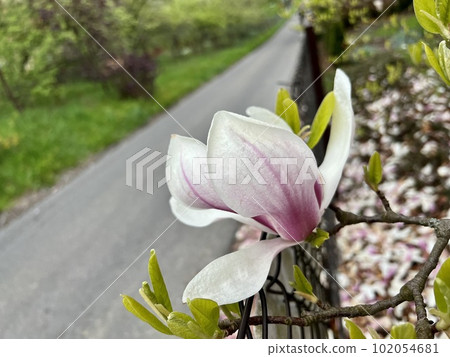 Magnolia flower blossom in spring garden. Magnolia tree blossom Magnolia flower blossom in spring garden. Magnolia tree blossom 102054681
