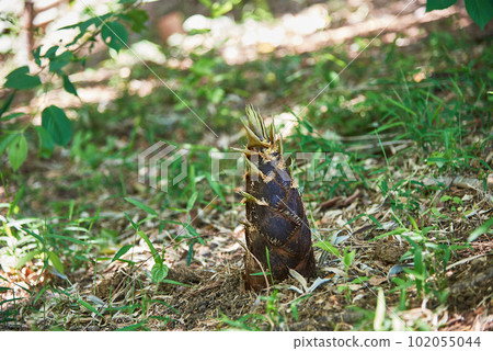 bamboo shoots 102055044