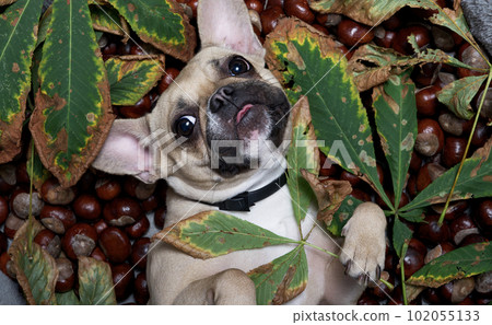 The bulldog dog lies on its back among many ripe chestnuts and fallen autumn chestnut leaves with its tongue hanging out The bulldog dog lies on its back among many ripe chestnuts and fallen autumn chestnut leaves with its tongue hanging out 102055133