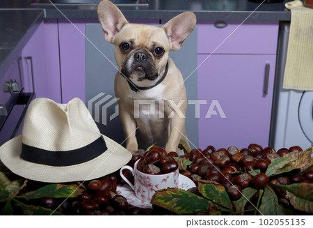 The bulldog dog leans on a table covered with many chestnuts and fallen autumn chestnut leaves looking ahead. The bulldog dog leans on a table covered with many chestnuts and fallen autumn chestnut leaves looking ahead. 102055135