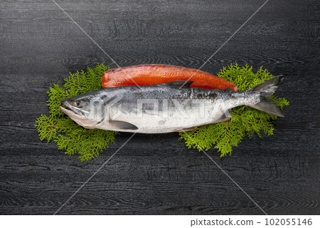fresh salmon fresh salmon 102055146