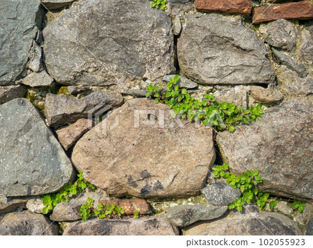 A plant on a stone wall. Plants grow on an old stone wall. Old masonry. Remains of ancient architecture. 102055923