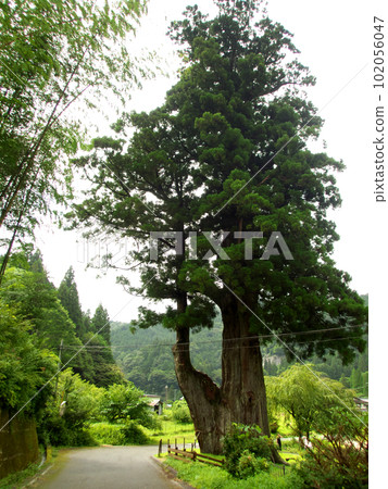 Asphalt road and large cedar Asphalt road and large cedar 102056047