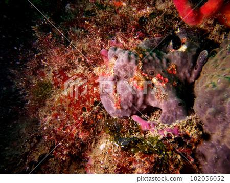 暗海底部頻閃燈下的青蛙鮟鱇魚 暗海底部頻閃燈下的青蛙鮟鱇魚 102056052