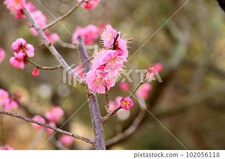 粉紅色的梅花高知 102056118