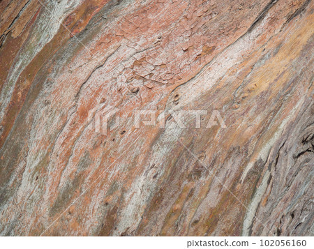 Background from the bark of a tree. Unusual natural background. The pattern of the bark of a southern tree. 102056160