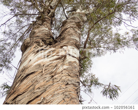 Tree on the seashore. Southern tree species. lonely plant. 102056161