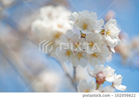 房子周圍的花，不同的季節，春天的近江山櫻花 102056622