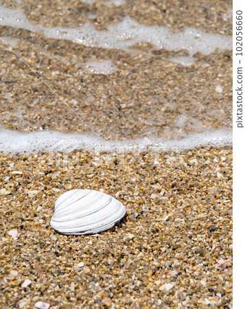 沙灘上的貝殼。 102056660