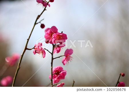Plum blossom single cold 102056676