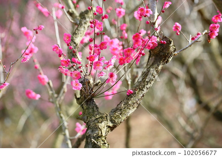 Plum blossom single cold 102056677