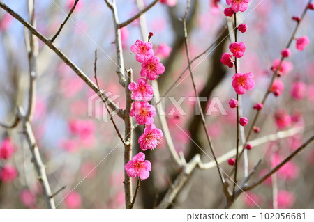 Plum blossom single cold 102056681