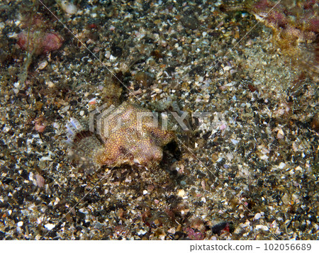 A sea proboscis lurking in the sand 102056689