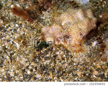 Umideng mimicking sand 102056691