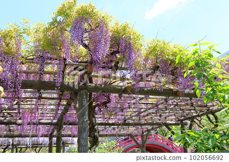 The wisteria festival at Kameido Tenjin Shrine in Kameido, Koto Ward, Tokyo The wisteria festival at Kameido Tenjin Shrine in Kameido, Koto Ward, Tokyo 102056692