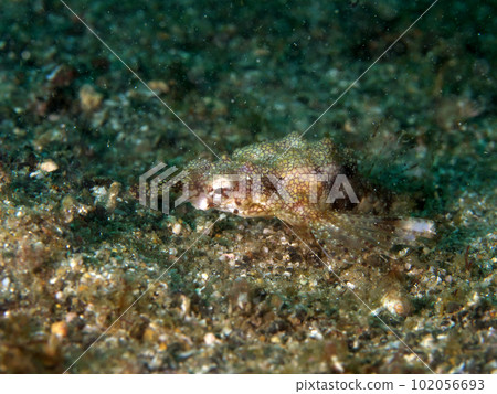 A black-tailed proboscis that mimics the sand of the dark sea A black-tailed proboscis that mimics the sand of the dark sea 102056693