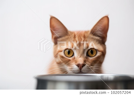 A close-up, adorable image of a cat happily munching on its favorite food or treats, with its whiskers and nose buried in the dish, set against a clean, on white background. Generative AI 102057204