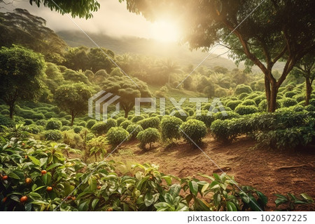 A charming, rustic coffee plantation, showcasing rows of lush, green coffee plants, with ripe, red coffee cherries ready for harvest, sunlit landscape. Generative AI 102057225